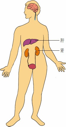 肾与肝的关系