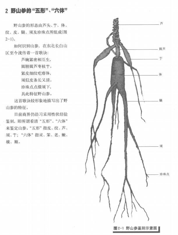 中国野山人参图典电子书[PDF/15.50MB]百度云网盘下载