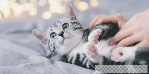 猫咪训练养猫攻略快速成长为养猫专家视频[MP4/886.07MB]百度云网盘下载