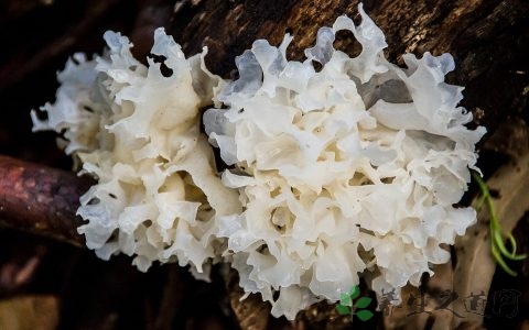 医治风湿关节炎的方法