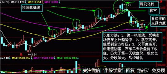 两只乌鸦形态