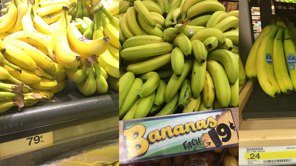 你总吃的那种香蕉可能会吃不到了MF.jpg